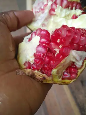Pomegranate Fruit Seedlings.