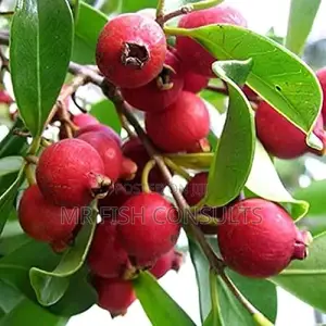 Pomegranate Fruit Seedlings.