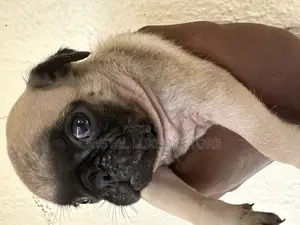 1-3 months Female Purebred Pug