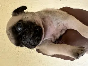 1-3 months Male Purebred Pug