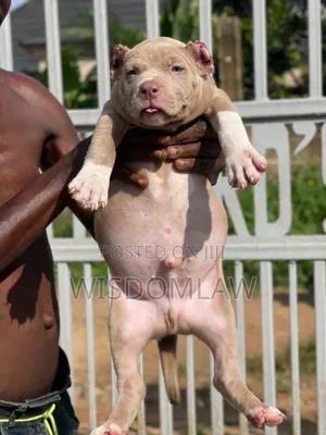 1-3 months Male Purebred American Bully