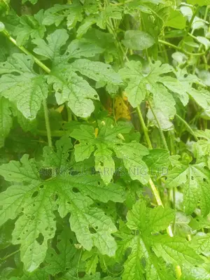 Ejinrin Leaves-(Fresh)