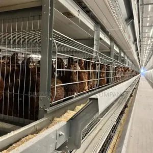 China Automated Chicken Cage Factory Seller in Nigeria