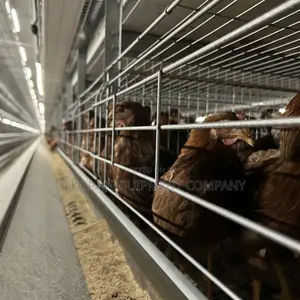 Automatic Imported Layer Cage For Upto100,000 Bird Capacity