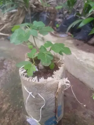 Fig Tree(Ficus Carica) Seedlings