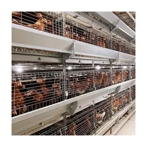 Automatic Chicken for Layer ,Broiler and Day Old Chicken