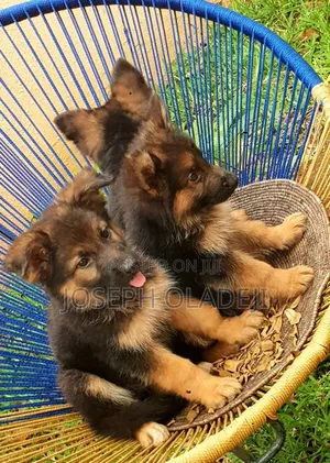 1-3 months Female Purebred German Shepherd