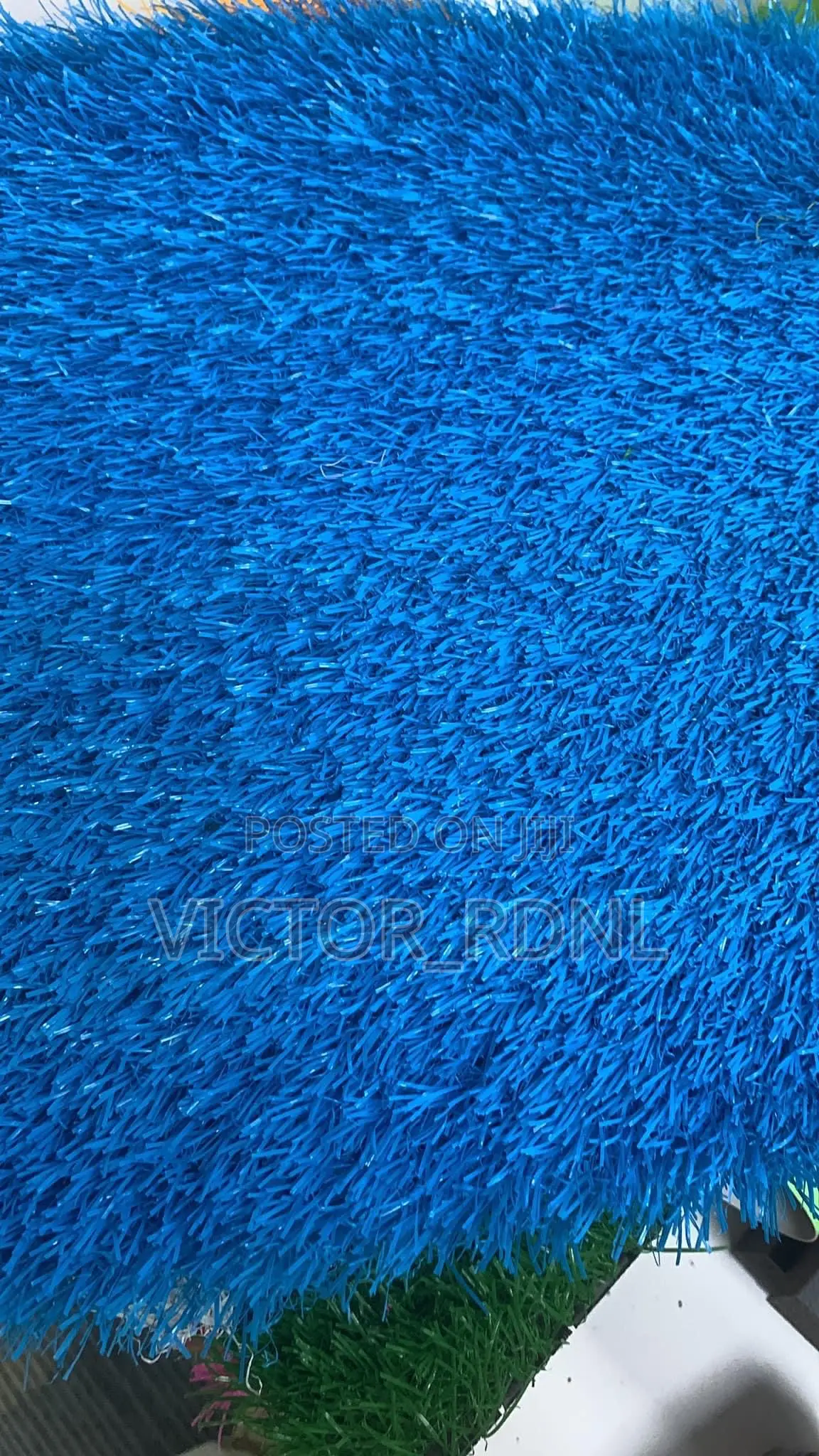 Colored Carpet Grass