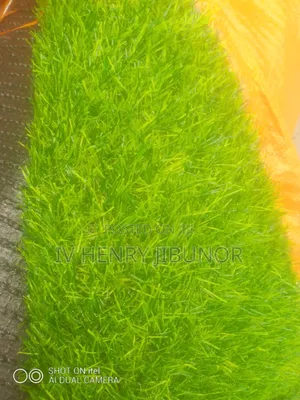 Turkey Grass Carpet
