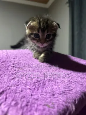 1-3 months Male Purebred Scottish Fold
