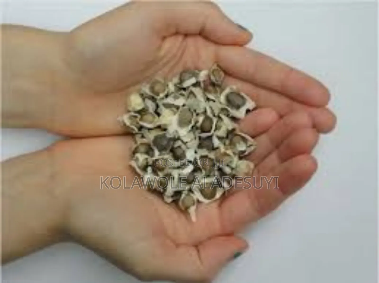 Moringa Seeds 500g