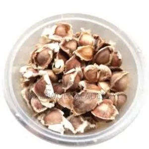 Moringa Seeds 1kg
