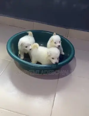 1-3 months Female Purebred American Eskimo