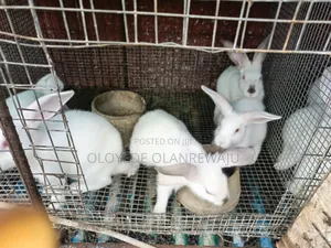 Quality Weaner/Grower Rabbits of Different Colour Breeds for Sale