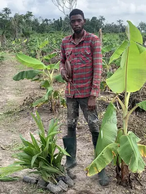 Bush Clearing, Palm, Cocoa. Etc Planting and Layout and Consultation