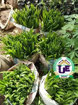 Hybrid Tenera Oil Palm Sprouted Nuts