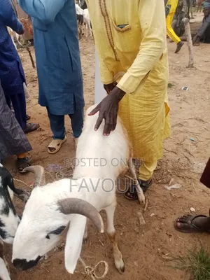 Goat , Ram Cow Available for Sale