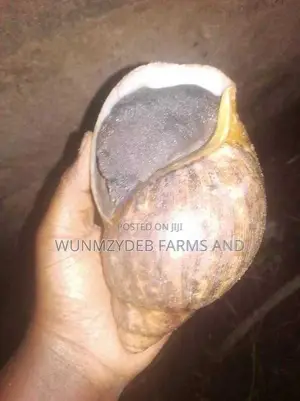 Giant Jumbo Snail
