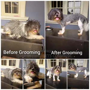 Quality Home Grooming Services for Toy Dogs