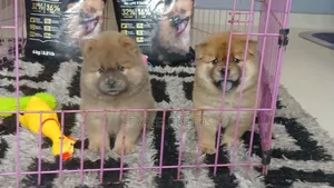 1-3 months Female Purebred Chow Chow