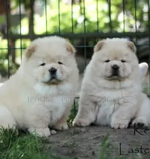 1-3 months Male Purebred Chow Chow