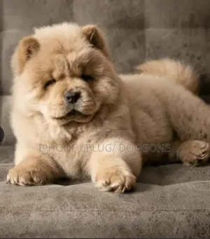 1-3 months Male Purebred Chow Chow