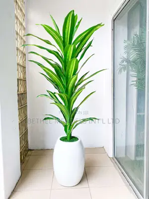Dracaena Plant Potted With 50cm Classic Fiberglass