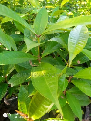 Bell Apple Seedlings