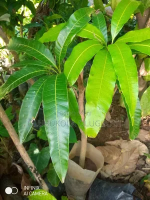 Grafted Mango Seedlings
