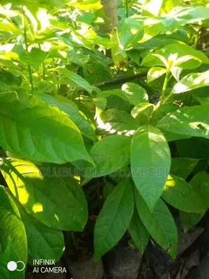 Avocado Pear Seedlings