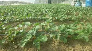 Organic Strawberry