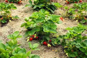 Organic Strawberry