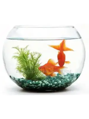 10 Liters Fishbowl Kit With 2 Fishes