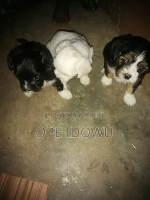 1-3 months Male Purebred Lhasa Apso