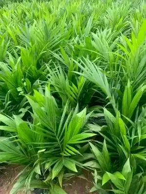 100% Malaysia Supergene Oilpalm Dwarf Seedlings