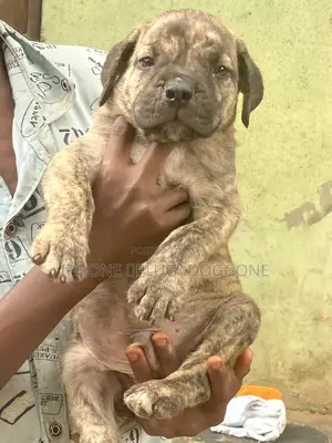 1-3 months Female Purebred Boerboel