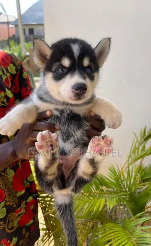 1-3 months Male Purebred Siberian Husky