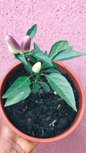 Ornamental Chili Pepper Seedling