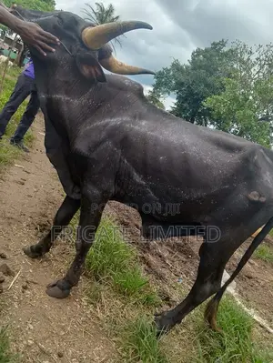 Cow,Goat Ram Wey Get Masters They Are Healthy Affordable