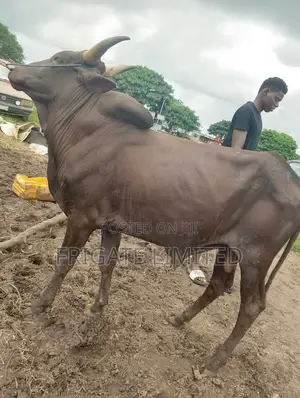 Goat,Cow and Ram Available at Very Affordable Prices