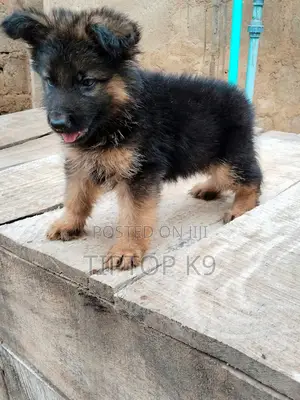 1-3 months Female Purebred German Shepherd
