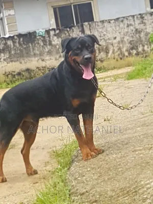 1+ year Male Purebred Rottweiler