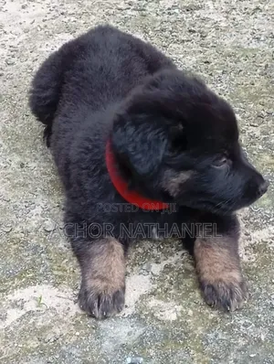 1-3 months Female Purebred German Shepherd