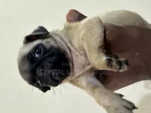 1-3 months Female Purebred Pug