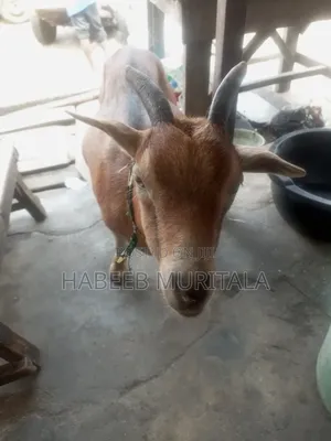 Adult Pregnant She-Goat