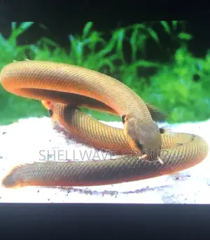 Rope Fishs