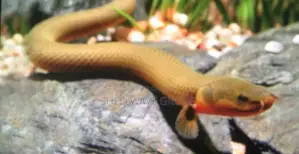 Rope Fishs