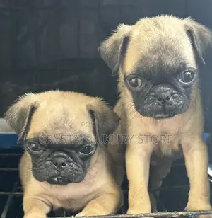 1-3 months Female Purebred Pug