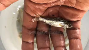 Congo Barb Fish