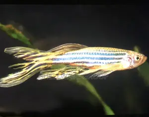 Zebra Danios